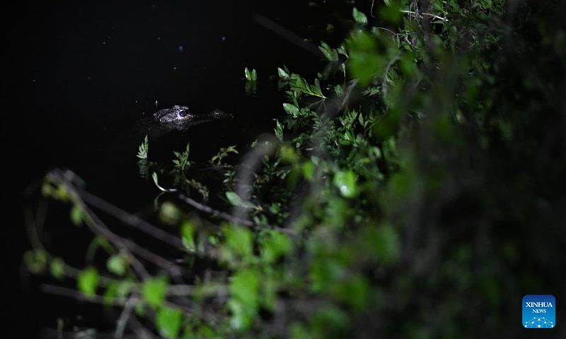 This photo taken on May 10, 2023 shows a Yangtze alligator found by investigators during a survey at a Chinese alligator national nature reserve in east China's Anhui Province. The Yangtze alligator, which has lived on Earth for over 200 million years, is a first-class protected animal endemic to China. Photo: Xinhua