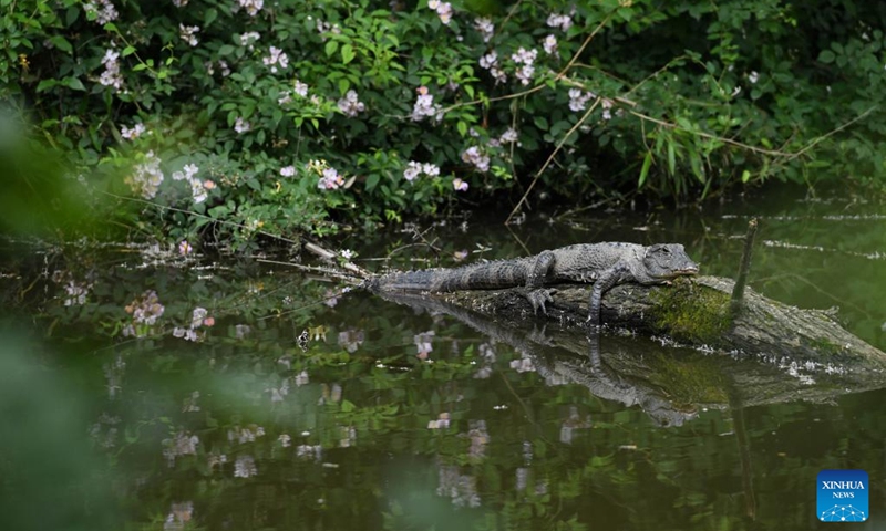 This photo taken on May 11, 2023 shows a Yangtze alligator found by investigators during a survey at a Chinese alligator national nature reserve in east China's Anhui Province. The Yangtze alligator, which has lived on Earth for over 200 million years, is a first-class protected animal endemic to China. Photo: Xinhua