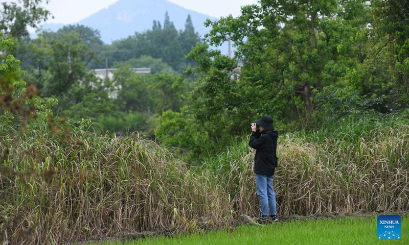 An investigator prepares before conducting a survey at a Chinese alligator national nature reserve in east China's Anhui Province, May 11, 2023. The Yangtze alligator, which has lived on Earth for over 200 million years, is a first-class protected animal endemic to China. Photo: Xinhua