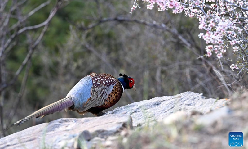 Scenery of Helan Mountain National Nature Reserve in north China's ...