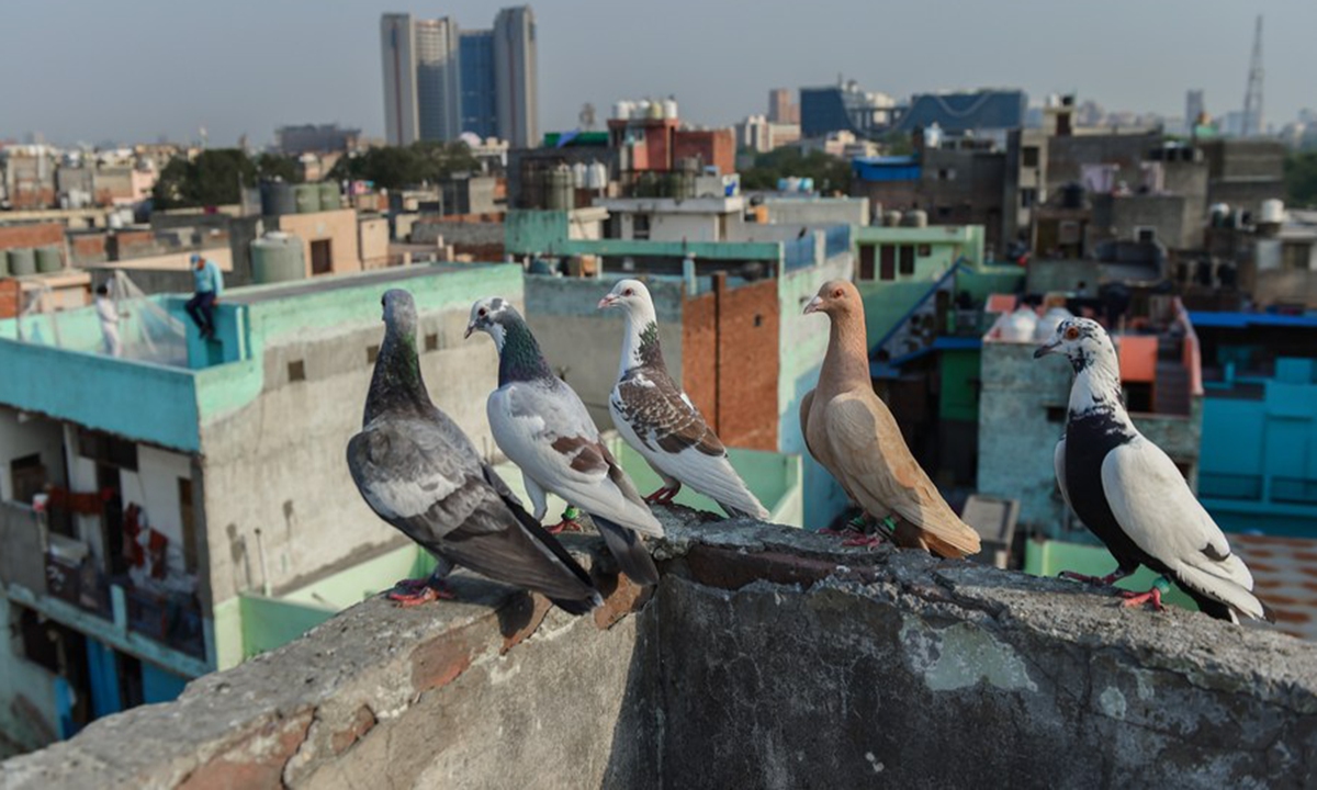 Pigeons perch on top of a building in New Delhi, India, May 12, 2023. (Xinhua/Javed Dar)

