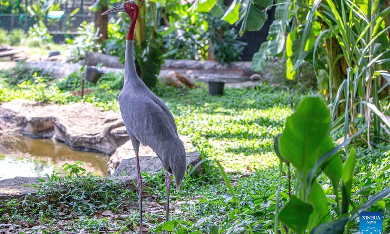 This photo taken on May 16, 2023 shows a sarus crane at the Nakhon Ratchasima Zoo in northeastern Thailand. The Nakhon Ratchasima Zoo is the largest breeding site for the endangered cranes in Thailand. From 2009 to 2013, the Nakhon Ratchasima Zoo began releasing sarus cranes back into the wild, and so far, 156 cranes have successfully returned.(Photo: Xinhua)