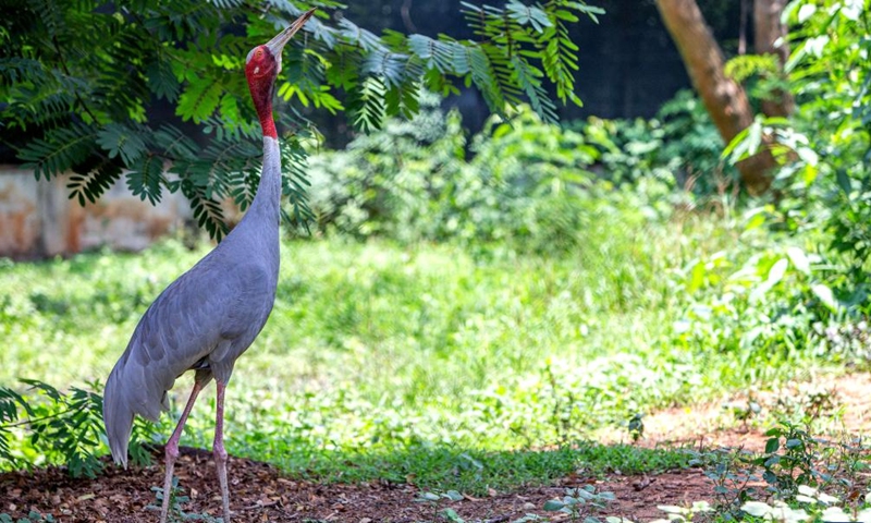 This photo taken on May 16, 2023 shows a sarus crane at the Nakhon Ratchasima Zoo in northeastern Thailand. The Nakhon Ratchasima Zoo is the largest breeding site for the endangered cranes in Thailand. From 2009 to 2013, the Nakhon Ratchasima Zoo began releasing sarus cranes back into the wild, and so far, 156 cranes have successfully returned.(Photo: Xinhua)