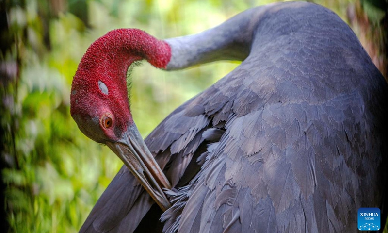 This photo taken on May 16, 2023 shows a sarus crane at the Nakhon Ratchasima Zoo in northeastern Thailand. The Nakhon Ratchasima Zoo is the largest breeding site for the endangered cranes in Thailand. From 2009 to 2013, the Nakhon Ratchasima Zoo began releasing sarus cranes back into the wild, and so far, 156 cranes have successfully returned.(Photo: Xinhua)