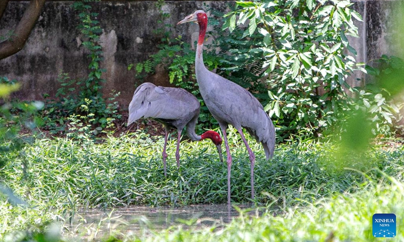 This photo taken on May 16, 2023 shows sarus cranes at the Nakhon Ratchasima Zoo in northeastern Thailand. The Nakhon Ratchasima Zoo is the largest breeding site for the endangered cranes in Thailand. From 2009 to 2013, the Nakhon Ratchasima Zoo began releasing sarus cranes back into the wild, and so far, 156 cranes have successfully returned.(Photo: Xinhua)