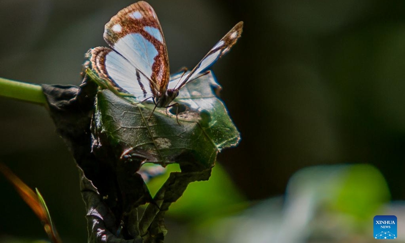 This photo taken on May 20, 2023 shows a butterfly at the Tijuca National Park in Rio de Janeiro, Brazil.(Photo: Xinhua)