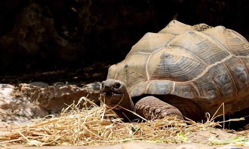 An Aldabra giant tortoise is seen at a zoo in Jerusalem during the World Turtle Day on May 23, 2023. (Photo by Gil Cohen Magen/Xinhua)