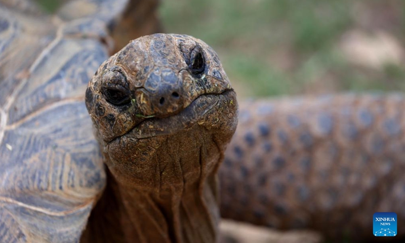 An Aldabra giant tortoise is seen at a zoo in Jerusalem during the World Turtle Day on May 23, 2023. (Photo by Gil Cohen Magen/Xinhua)