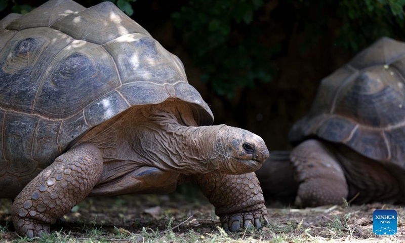 Aldabra giant tortoises are seen at a zoo in Jerusalem during the World Turtle Day on May 23, 2023. (Photo by Gil Cohen Magen/Xinhua)