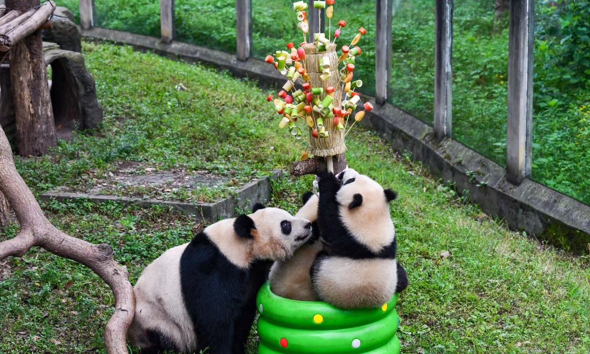 Giant pandas enjoy Tanghulu, a popular candied fruit snack, to celebrate Children’s Day at Chongqing Zoo in Southwest China’s Chongqing Municipality on May 30, 2023. Photo: IC