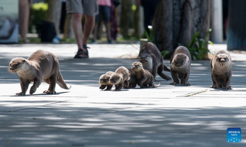 Wild smooth-coated otters make their way around Singapore's Marina Bay area on May 24, 2023. Wednesday marks this year's World Otter Day, a special day aiming to raise awareness about otters and their protection.(Photo: Xinhua)