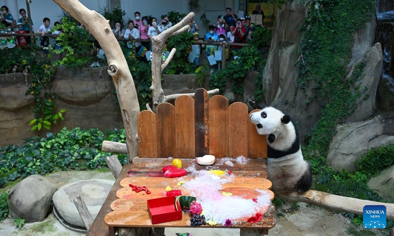 Giant panda Sheng Yi plays as celebrating its second birthday at the Giant Panda Conservation Center of Zoo Negara near Kuala Lumpur, Malaysia, May 31, 2023. The Giant Panda Conservation Center in Zoo Negara near Kuala Lumpur is currently home to a family of four, including the giant panda father Xing Xing, mother Liang Liang as well as their daughters Yi Yi and Sheng Yi.(Photo: Xinhua)