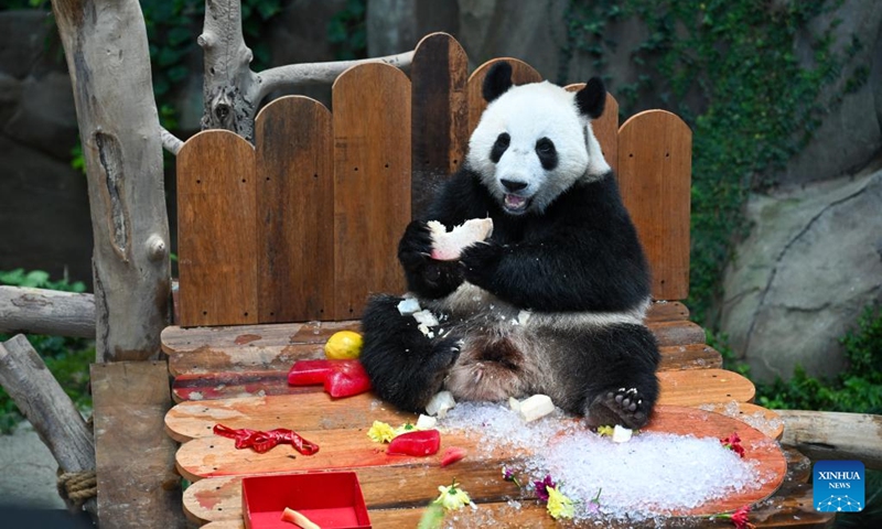 Giant panda Sheng Yi enjoys birthday meal as celebrating its second birthday at the Giant Panda Conservation Center of Zoo Negara near Kuala Lumpur, Malaysia, May 31, 2023. The Giant Panda Conservation Center in Zoo Negara near Kuala Lumpur is currently home to a family of four, including the giant panda father Xing Xing, mother Liang Liang as well as their daughters Yi Yi and Sheng Yi.(Photo: Xinhua)