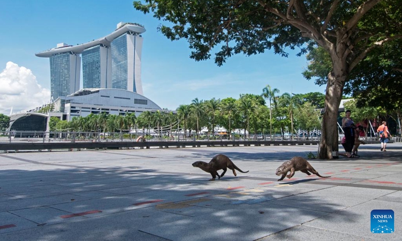 Wild smooth-coated otters make their way around Singapore's Marina Bay area on May 24, 2023. Wednesday marks this year's World Otter Day, a special day aiming to raise awareness about otters and their protection.(Photo: Xinhua)