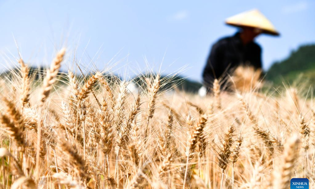 A farmer harvests crops in a wheat field at Yantang Village of Kaiyang County in Guiyang, southwest China's Guizhou Province, May 31, 2023. Photo:Xinhua