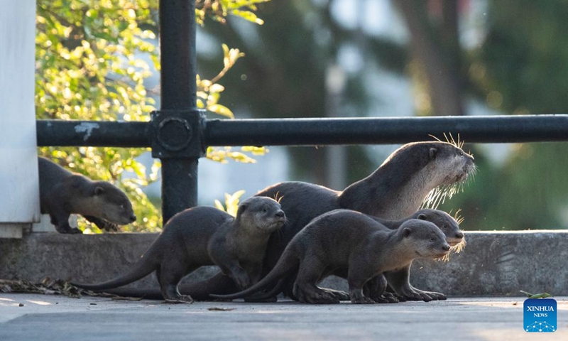 Wild smooth-coated otters make their way around Singapore's Marina Bay area on May 24, 2023. Wednesday marks this year's World Otter Day, a special day aiming to raise awareness about otters and their protection.(Photo: Xinhua)