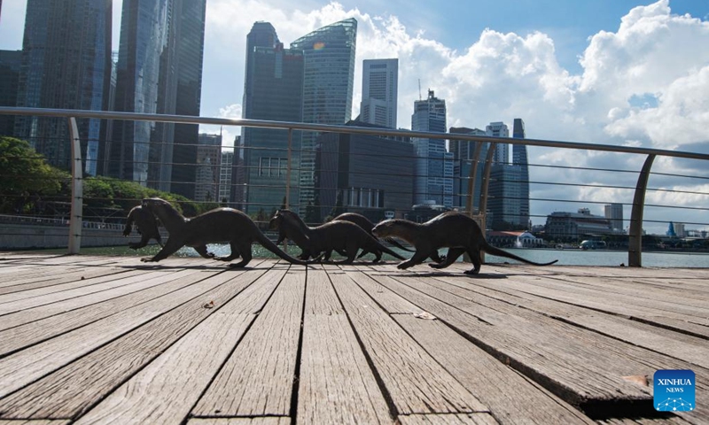 Wild smooth-coated otters make their way around Singapore's Marina Bay area on May 24, 2023. Wednesday marks this year's World Otter Day, a special day aiming to raise awareness about otters and their protection.(Photo: Xinhua)