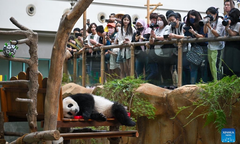 Giant panda Sheng Yi plays as celebrating its second birthday at the Giant Panda Conservation Center of Zoo Negara near Kuala Lumpur, Malaysia, May 31, 2023. The Giant Panda Conservation Center in Zoo Negara near Kuala Lumpur is currently home to a family of four, including the giant panda father Xing Xing, mother Liang Liang as well as their daughters Yi Yi and Sheng Yi.(Photo: Xinhua)