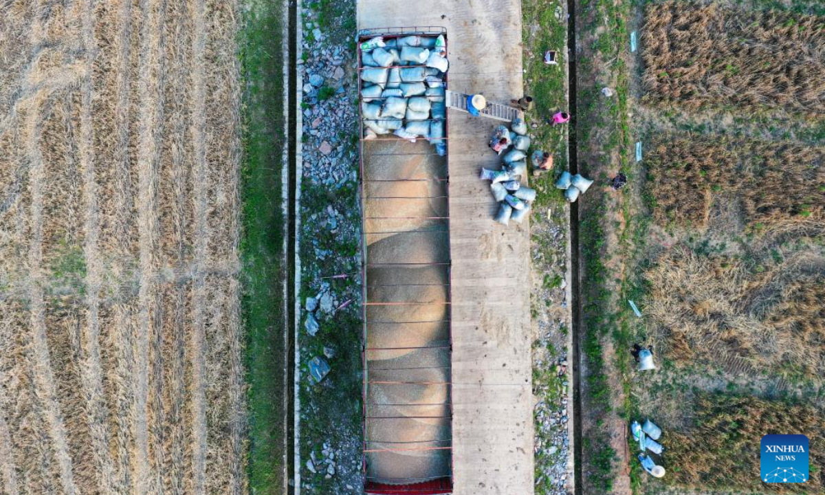 This aerial photo shows farmers loading sacks of newly-harvested wheat into a truck at Yantang Village of Kaiyang County in Guiyang, southwest China's Guizhou Province, May 31, 2023. Photo:Xinhua