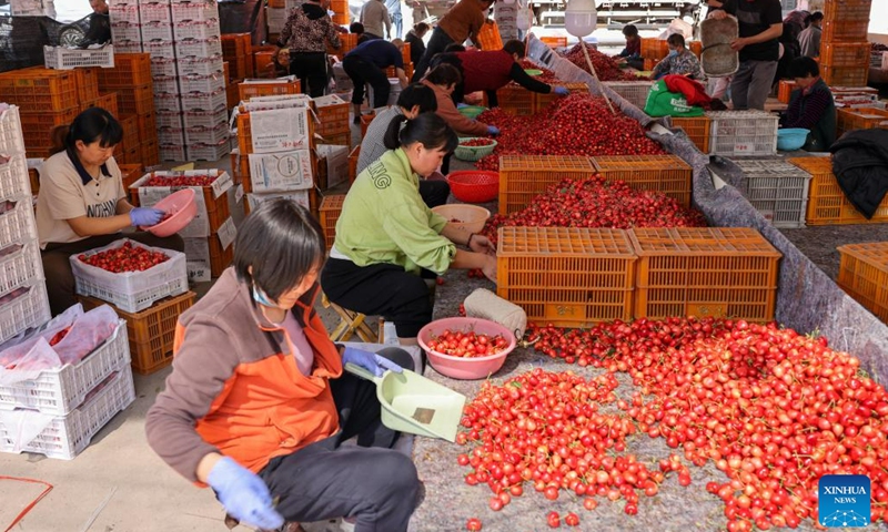 Staff members of the local cherry market sort cherries in Yanya Township of Yiyuan County, east China's Shandong Province, May 31, 2023. Cherry harvest is in full swing in Yanya Township. The local cherry market stretching for 3 kilometers has attracted buyers from all over the country.(Photo: Xinhua)