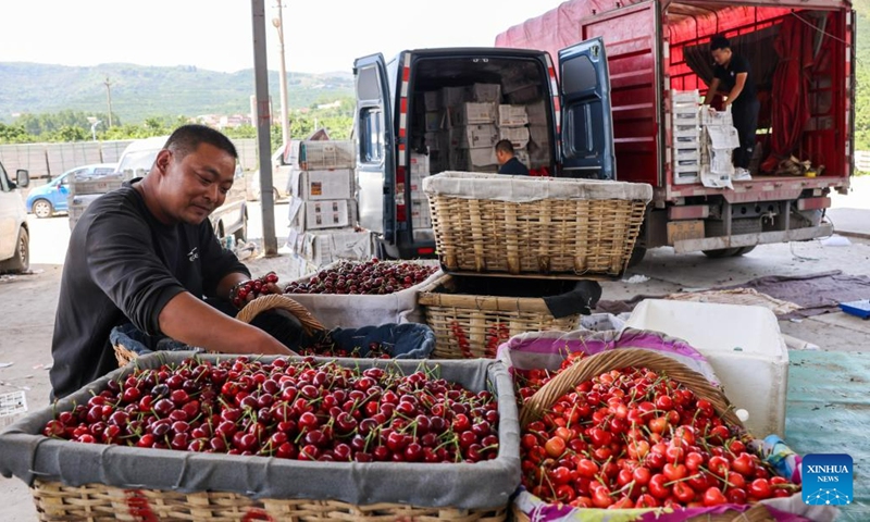 Fruit farmers trade at the local cherry market in Yanya Township of Yiyuan County, east China's Shandong Province, May 31, 2023. Cherry harvest is in full swing in Yanya Township. The local cherry market stretching for 3 kilometers has attracted buyers from all over the country.(Photo: Xinhua)