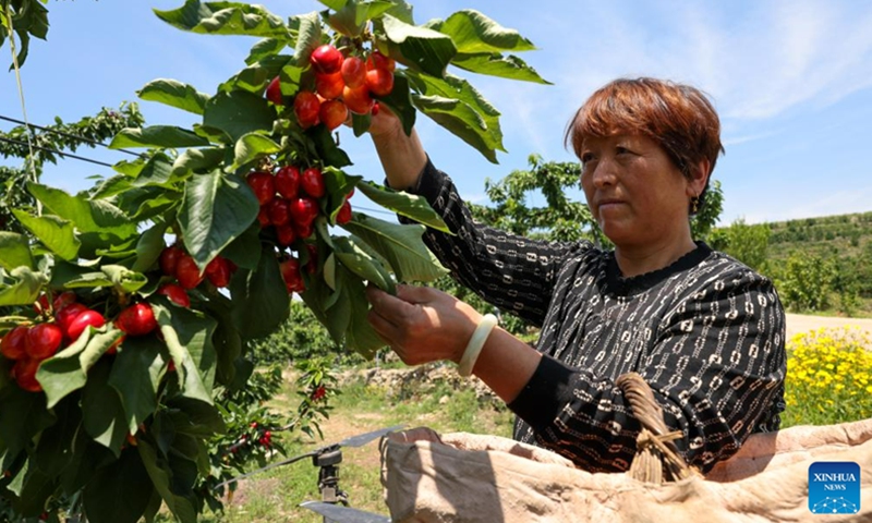 A fruit farmer picks cherries in Yanya Township of Yiyuan County, east China's Shandong Province, May 31, 2023. Cherry harvest is in full swing in Yanya Township. The local cherry market stretching for 3 kilometers has attracted buyers from all over the country.(Photo: Xinhua)