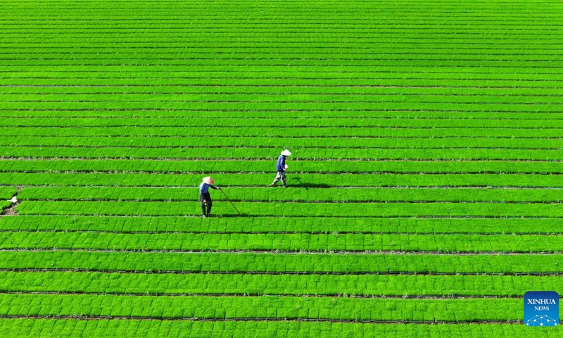 This aerial photo shows farmers working in a field in Dongchen Village of Huai'an City, east China's Jiangsu Province, June 6, 2023. This year's June 6 marks the arrival of Mangzhong, or Grain in Ear, the ninth of 24 solar terms on the Chinese lunisolar calendar. It signifies the ripening of crops and is also a busy period for farmers.(Photo: Xinhua)