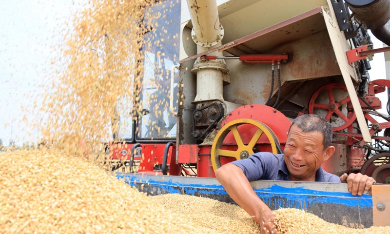 A farmer loads sacks of newly-harvested wheat into a truck in a field in Fengguantun Township of Chiping District, Liaocheng City, east China's Shandong Province, June 5, 2023. At present, large-scale wheat harvest is in full swing. Farmers worked day and night to ensure a bumper harvest.(Photo: Xinhua)