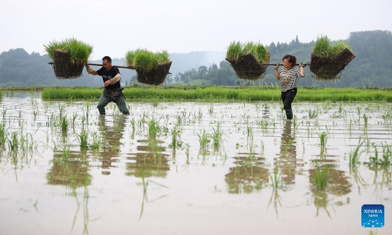 Farmers work in a paddy field in Danzhai County, southwest China's Guizhou Province, June 6, 2023. This year's June 6 marks the arrival of Mangzhong, or Grain in Ear, the ninth of 24 solar terms on the Chinese lunisolar calendar. It signifies the ripening of crops and is also a busy period for farmers.(Photo: Xinhua)