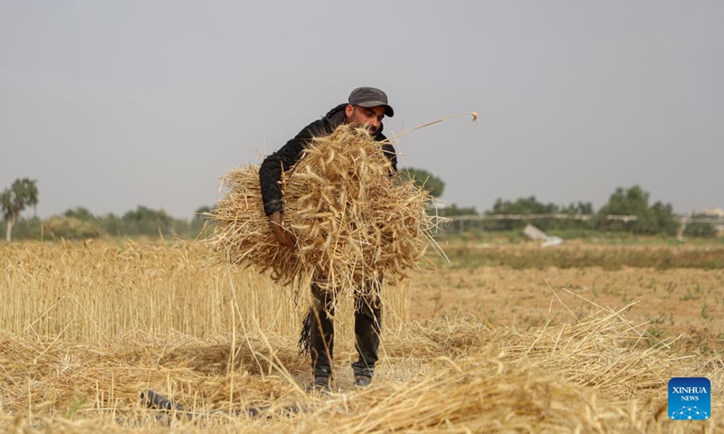 A farmer harvests wheat on a farm in the southern Gaza Strip city of Khan Younis, June 3, 2023. Local farmers from the Palestinian coastal enclave complained that they could hardly harvest the much-needed wheat, an indispensable food for 2.3 million Gazan people, as climate change has severely impacted their crops.(Photo: Xinhua)