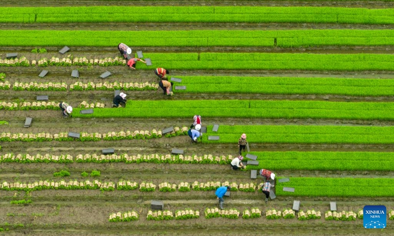 This aerial photo shows farmers working in a paddy field in Wangguan Village of Xinghua City, east China's Jiangsu Province, June 6, 2023. This year's June 6 marks the arrival of Mangzhong, or Grain in Ear, the ninth of 24 solar terms on the Chinese lunisolar calendar. It signifies the ripening of crops and is also a busy period for farmers.(Photo: Xinhua)