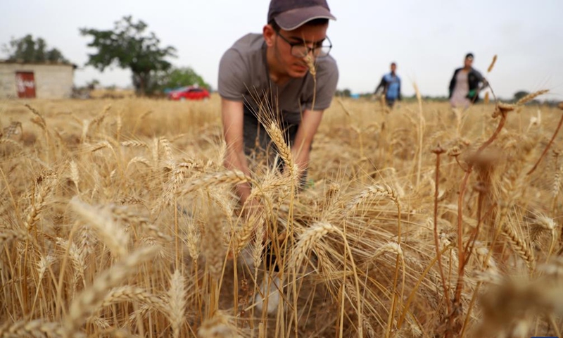 A farmer harvests wheat on a farm in the southern Gaza Strip city of Khan Younis, June 3, 2023. Local farmers from the Palestinian coastal enclave complained that they could hardly harvest the much-needed wheat, an indispensable food for 2.3 million Gazan people, as climate change has severely impacted their crops.(Photo: Xinhua)