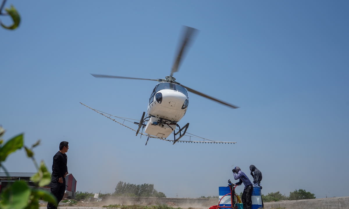 An agricultural helicopter sprays pesticides to prevent the outbreak of fall webworm in Zhougezhuang village in Tangshan, North China's Hebei Province on June 5, 2023. Luannan county in Tangshan has completed crop-dusting of 4,000 hectares of fields with 30 flights on the day. Photo: VCG