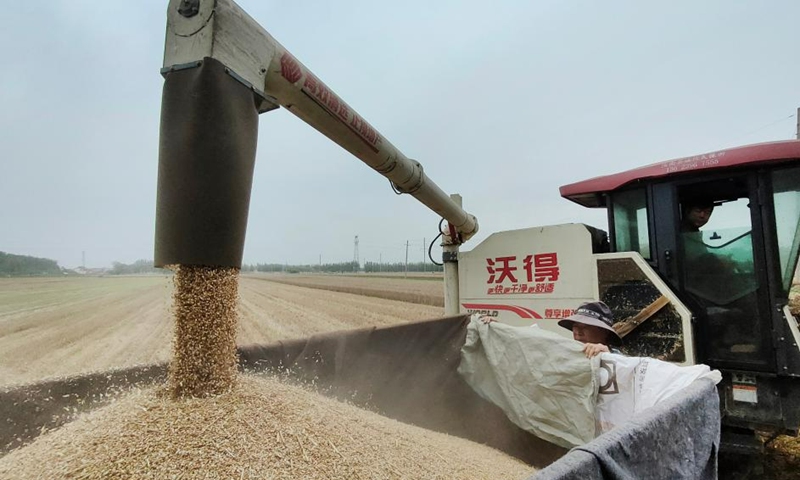 A villager drives a harvester to load wheat onto a truck in Beixinzhuang Village of Xiangfu District, Kaifeng City, central China's Henan Province, June 7, 2023. Farmers in provinces including Shandong, Henan and Jiangsu have recently been busy with harvesting wheat.(Photo: Xinhua)
