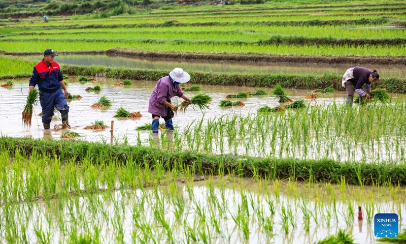 Farmers work in a paddy field in Jiulongtun Village of Anshun City, southwest China's Guizhou Province, June 6, 2023. This year's June 6 marks the arrival of Mangzhong, or Grain in Ear, the ninth of 24 solar terms on the Chinese lunisolar calendar. It signifies the ripening of crops and is also a busy period for farmers.(Photo: Xinhua)