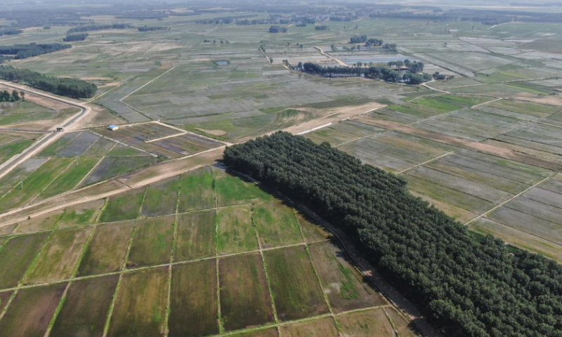 This aerial photo taken on June 14, 2023 shows the rice field in Daleng Town of Zhangwu County, Fuxin City, northeast China's Liaoning Province. In 2021, local authorities has promoted the transformation of sandy land along the Liuhe River in Zhangwu into cultivable rice fields, achieving ecological and economic benefit. (Xinhua/Pan Yulong)