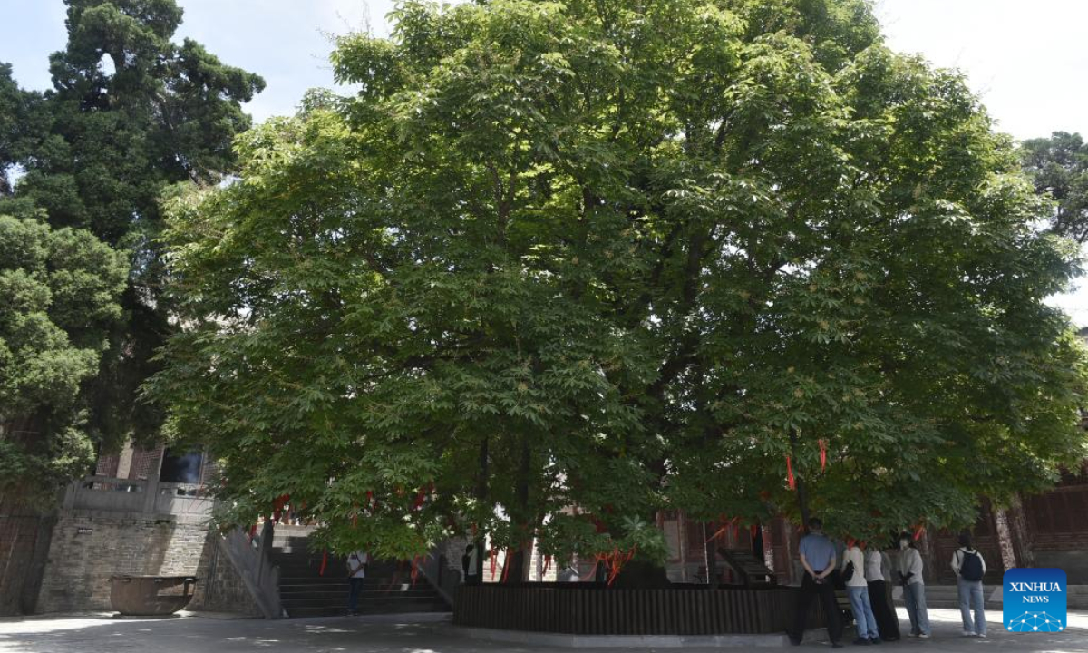 Tourists view an ancient tree in the Wangwu Mountain scenic spot in Jiyuan City, central China's Henan Province, June 15, 2023. Wangwu Mountain is located in Jiyuan City, Henan Province, where the ancient Chinese fable 