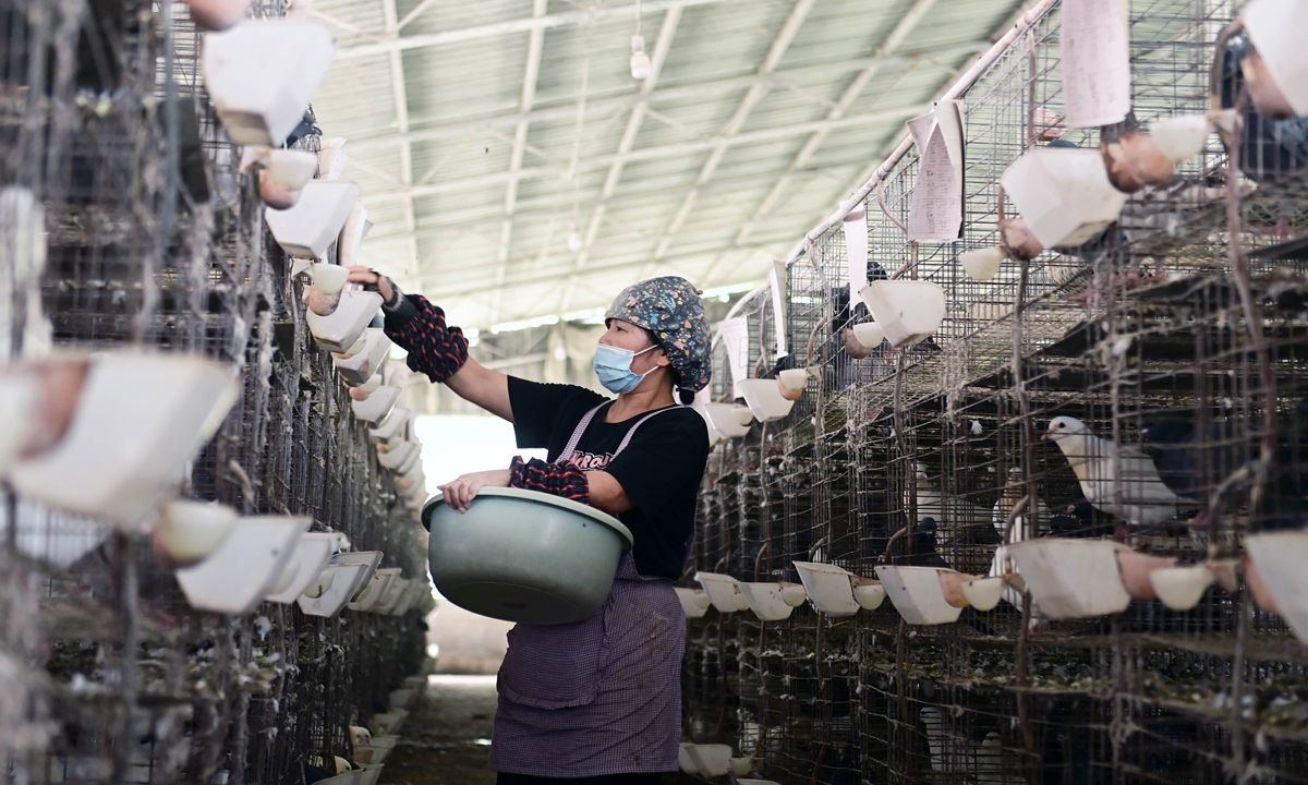 A farmer feeds pigeons at a private pigeon hatchery in Yichun, East China's Jiangxi Province, on June 7, 2023. Yichun's Wanzai County has stepped up efforts to facilitate the development of small and micro-sized private businesses in rural areas in recent years, which help generate more than 6,800 jobs for villagers. Photo: VCG