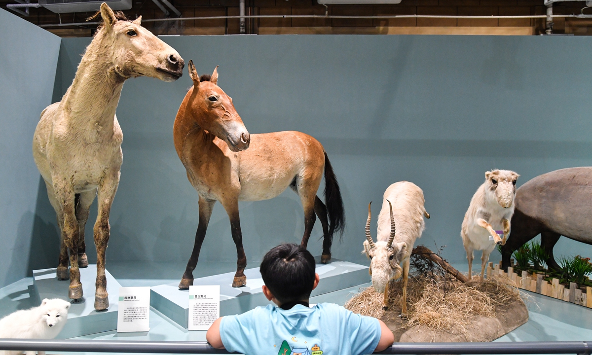 A kid explores an exhibition at the National Natural History Museum of China in Beijing on June 7, 2023. The museum, which held its inauguration ceremony on Monday, was renamed from the Beijing Museum of Natural History, which opened in January 1959. Photo: VCG