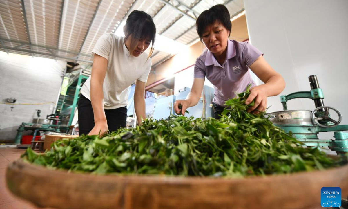 Zhu Xuelan (R) is engaged in tea processing at Shanping Village of Cangwu County, south China's Guangxi Zhuang Autonomous Region, June 7, 2023. Zhu Xuelan, Party secretary of Shangping Village and representative inheritor of Liubao tea making technique, has promoted traditional tea making technique and developed the tea planting industry to increase local residents' incomes. Photo:Xinhua