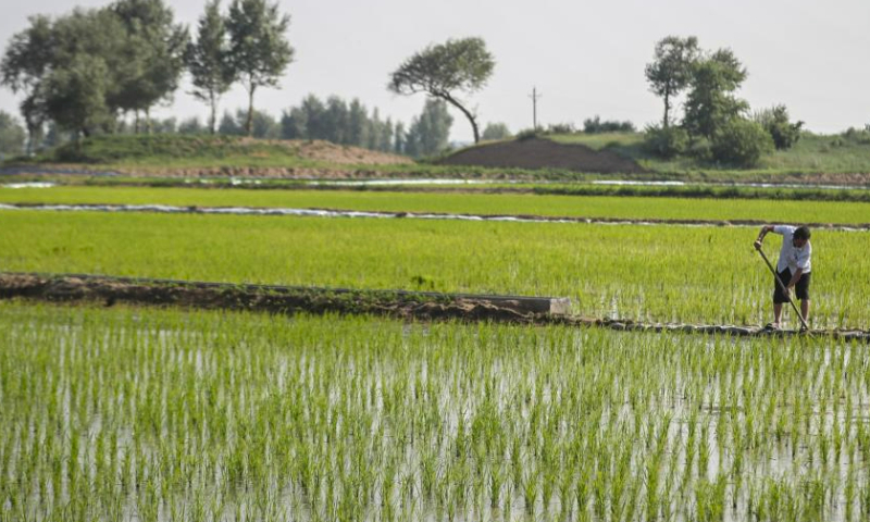 A farmer conducts maintenance work in a rice field in Daleng Town of Zhangwu County, Fuxin City, northeast China's Liaoning Province, June 14, 2023. In 2021, local authorities has promoted the transformation of sandy land along the Liuhe River in Zhangwu into cultivable rice fields, achieving ecological and economic benefit. (Xinhua/Pan Yulong)