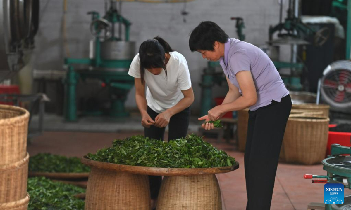 Zhu Xuelan (R) is engaged in tea processing at Shanping Village of Cangwu County, south China's Guangxi Zhuang Autonomous Region, June 7, 2023. Zhu Xuelan, Party secretary of Shangping Village and representative inheritor of Liubao tea making technique, has promoted traditional tea making technique and developed the tea planting industry to increase local residents' incomes. Photo:Xinhua