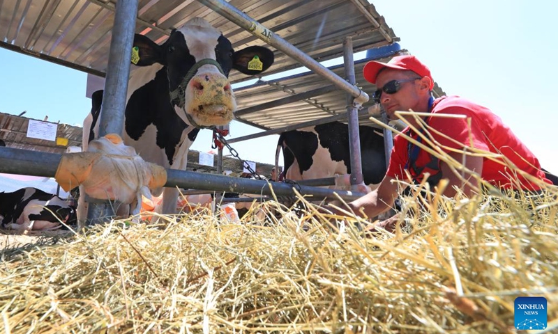 Dairy cattle are pictured at an international agricultural exhibition in the Great Stone China-Belarus Industrial Park in Minsk, Belarus, June 6, 2023. The exhibition opened here on Tuesday.(Photo: Xinhua)