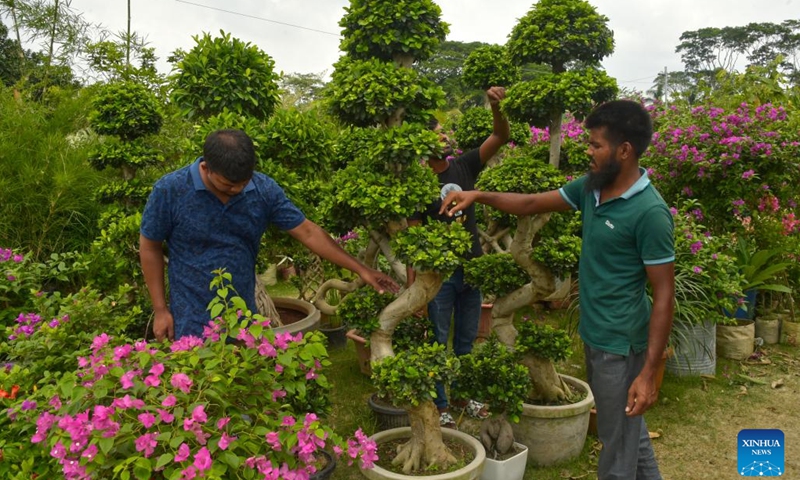 Gardeners nurture Chinese topiary plants during a tree fair in Dhaka, Bangladesh, June 13, 2023. A month-long tree fair, entitled National Tree Fair, kicked off here on June 5 in Dhaka.(Photo: Xinhua)