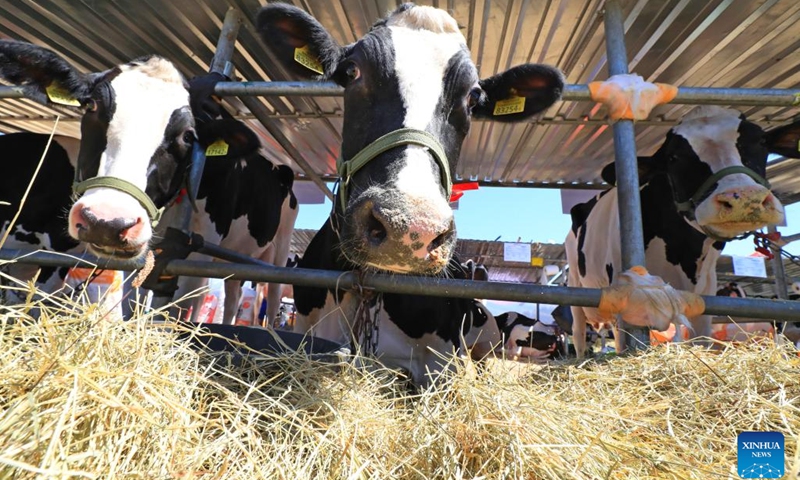 Dairy cattle are pictured at an international agricultural exhibition in the Great Stone China-Belarus Industrial Park in Minsk, Belarus, June 6, 2023. The exhibition opened here on Tuesday.(Photo: Xinhua)