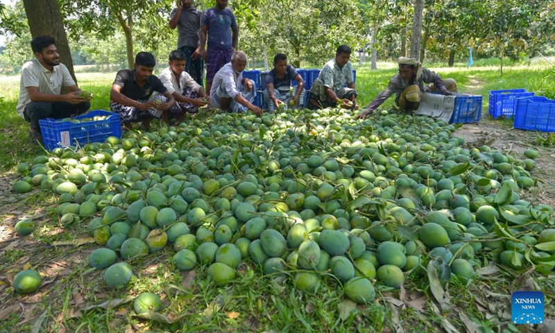 Farmers put freshly harvested mangoes into baskets in Chapainawabganj, Bangladesh, June 6, 2023. As the South Asian country's important producing hub of the juicy fruit, Chapainawabganj has been famous for high-quality mangoes nationwide during the mango season, from May to August.(Photo: Xinhua)