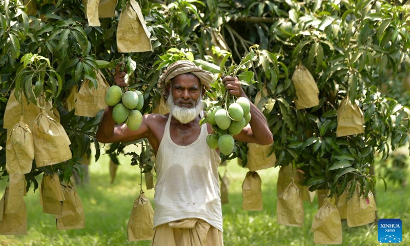 A farmer shows freshly harvested mangoes in Chapainawabganj, Bangladesh, June 6, 2023. As the South Asian country's important producing hub of the juicy fruit, Chapainawabganj has been famous for high-quality mangoes nationwide during the mango season, from May to August.(Photo: Xinhua)