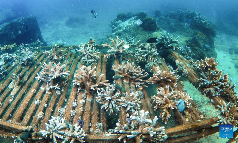 This photo taken on June 8, 2023 shows corals in the waters of Fenjiezhou Island of Hainan Province, south China. To restore the underwater ecology, conservation work has been carried out in the waters of Fenjiezhou Island since 2004, including coral transplantation and raising awareness of the significance of coral protection. The current coral coverage has seen remarkable increase in the tourist area.(Photo: Xinhua)