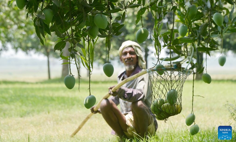 A farmer harvests mangoes in Chapainawabganj, Bangladesh, June 6, 2023. As the South Asian country's important producing hub of the juicy fruit, Chapainawabganj has been famous for high-quality mangoes nationwide during the mango season, from May to August.(Photo: Xinhua)