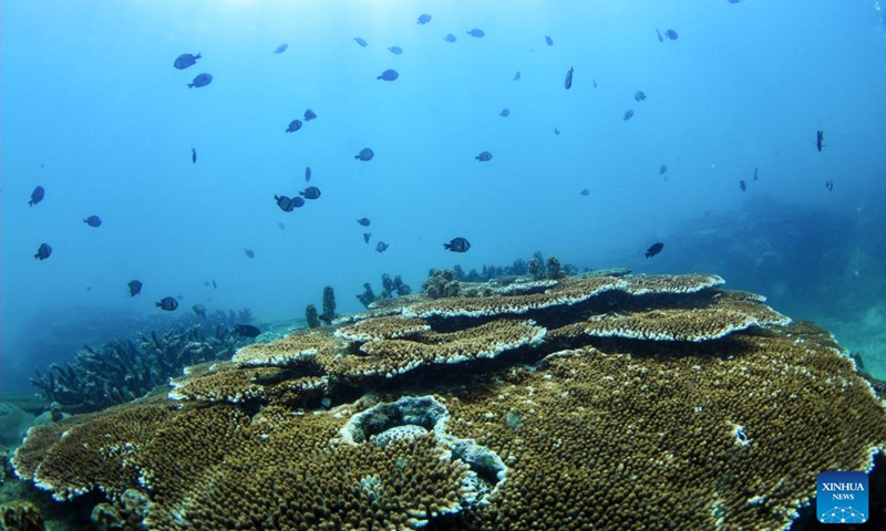 This photo taken on June 8, 2023 shows corals in the waters of Fenjiezhou Island of Hainan Province, south China. To restore the underwater ecology, conservation work has been carried out in the waters of Fenjiezhou Island since 2004, including coral transplantation and raising awareness of the significance of coral protection. The current coral coverage has seen remarkable increase in the tourist area.(Photo: Xinhua)